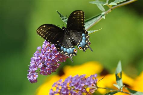 Swallowtail Butterfly Bonito Butterfly Swallowtail Hd Wallpaper