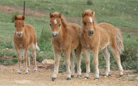Chestnut Miniature Horse Foals By Leanne Williams Redbubble