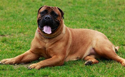 Top 25 Most Dangerous Dog Breeds In The World