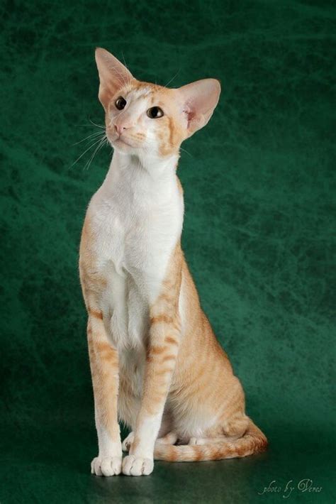 Cute Cats And Dogs Cat Breeds Oriental Shorthair Cats