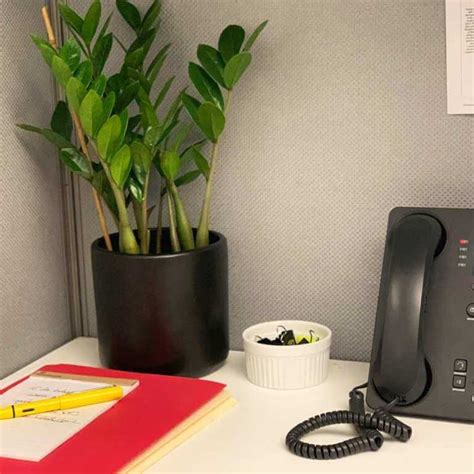 7 Low Maintenance Office Plants That Can Beautify Your Desk