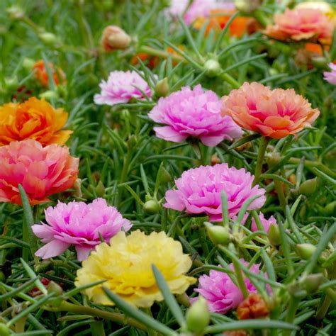 Moss Rose Plant Kit Succulent Garden Kit Buzzy Seeds