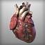 Pathology Of The HEART  Cardiovascular System Hubpages