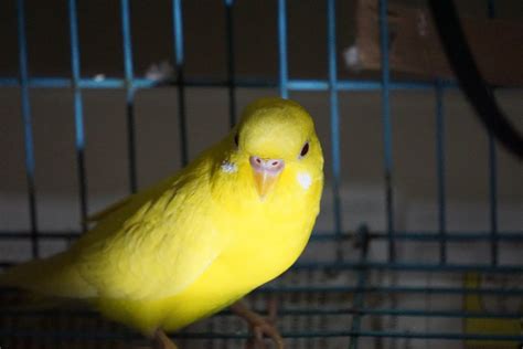Lutino Male Or Female What Sex Is My Budgie Budgie Community Forums