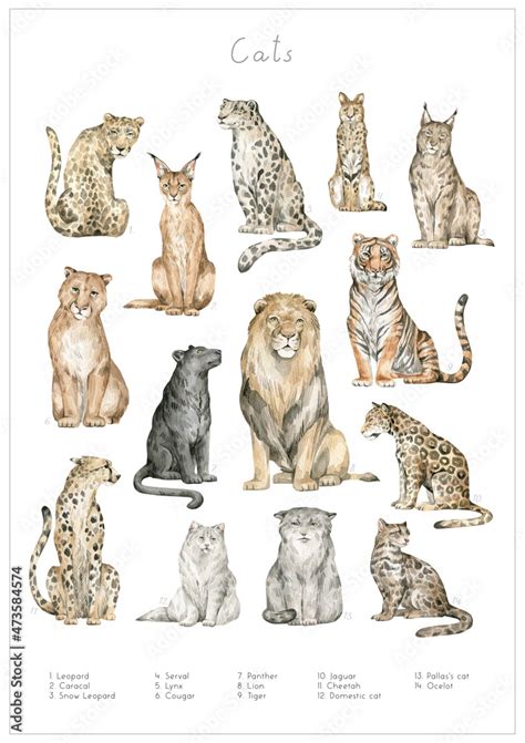 Watercolor Set With Wild Cats Leopard Serval Snow Leopard Caracal Lynx Puma Cougar