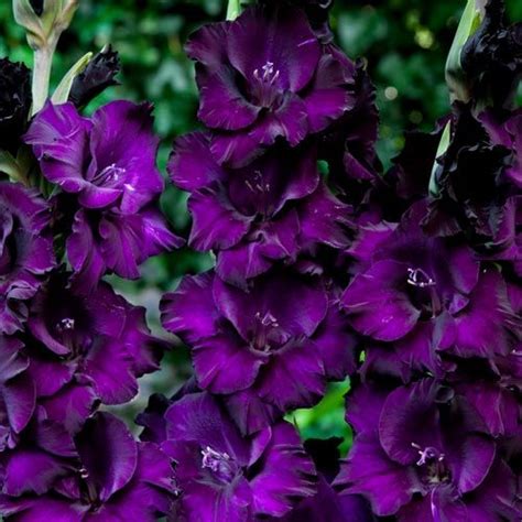 The dark purple flowers of clustered bellflower stop garden visitors in their tracks. 20 Dark Purple Flowers | Flowersandflowerthings | Bulb ...