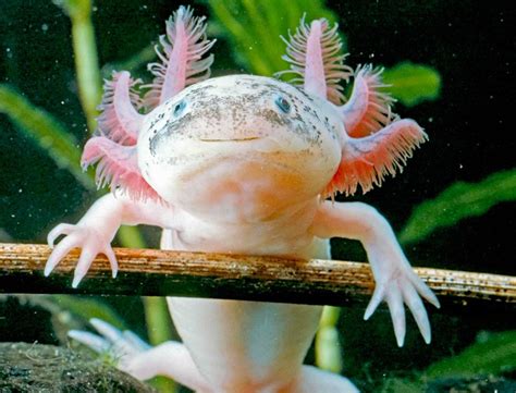 Axolotl Care Guide And Pricing Petsoid