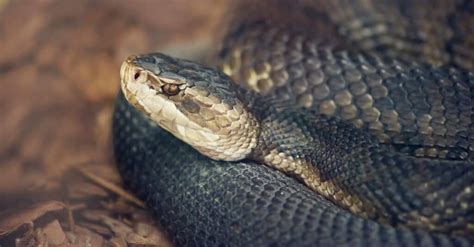 What Eats Cottonmouth Snakes Az Animals
