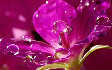 Free Download Flower Pink Water Drop Wallpaper 1440x900 30112 1440x900