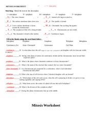Describe the purpose of mitosis _duplication division of the nucleus in somatic cells._ 2. mitosis_worksheet-KEY - MITOSIS WORKSHEET Name ANSWER KEY ...