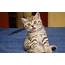 Funny Cute Cats 21 Cool Wallpaper  Funnypictureorg