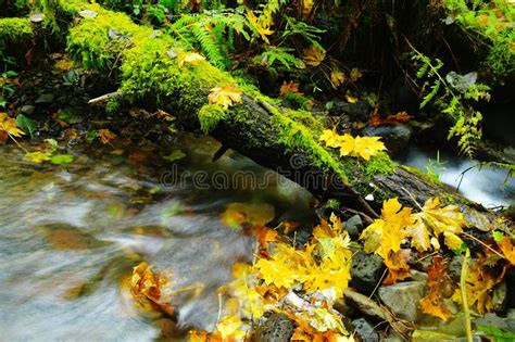 Autumn Walk Along The Columbia Gorge Stock Image Image Of Outdoor
