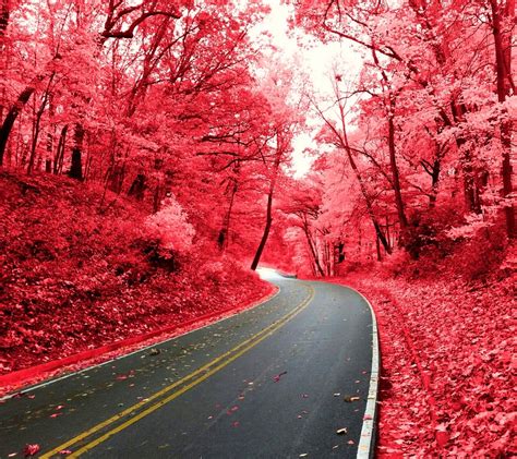 Wallpaper Nature Red Road Cherry Blossom Pink Tree Autumn Leaf Flower Plant Season