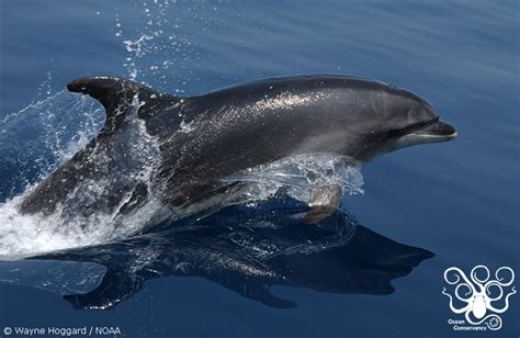 The Evidence Mounts Another Study Links Dolphin Deaths In The Gulf To