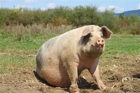 Royalty Free Fat Pig Pictures Images And Stock Photos Istock