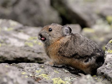 Pika Cute Animals Interesting Facts And Latest Pictures