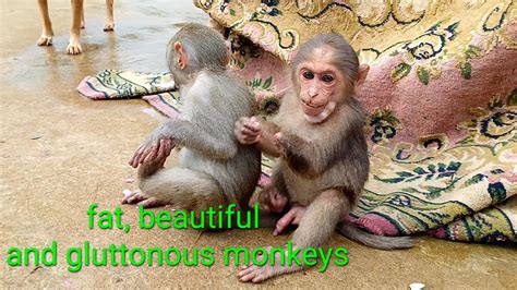 Fat Beautiful And Gluttonous Monkeysmonkey Baby Hihi Youtube