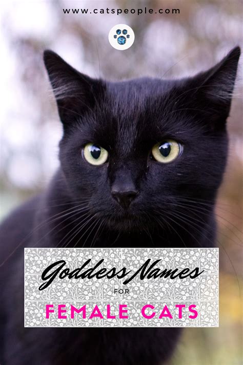 The cat appeared in greek imagery as early as the sixth century bce. 15 Goddess Names for Female Cats in 2020 | Cat parenting ...
