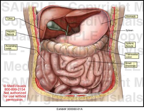 Match each of the indicate the following body. Abdominal Anatomy Medical Illustration Medivisuals
