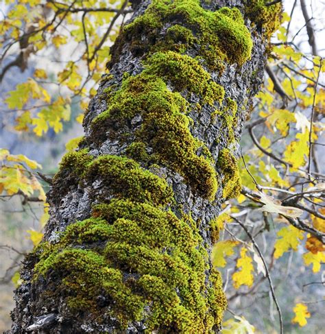 Moss On Oak Tree Symbiotic Relationships Relationship Mutualism