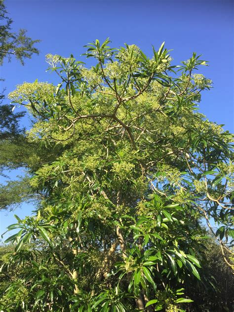 Rauvolfia Caffra Quinine Tree Kina Tree Trees To Plant Plants Tree