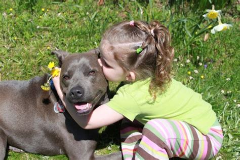 Pin On Pit Bulls And Kids