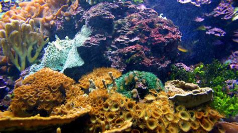 Coral Reefs That Survived Bleaching Are More Resilient To Heat After