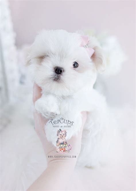 South Florida Shih Tzu Breeder Teacup Puppies And Boutique
