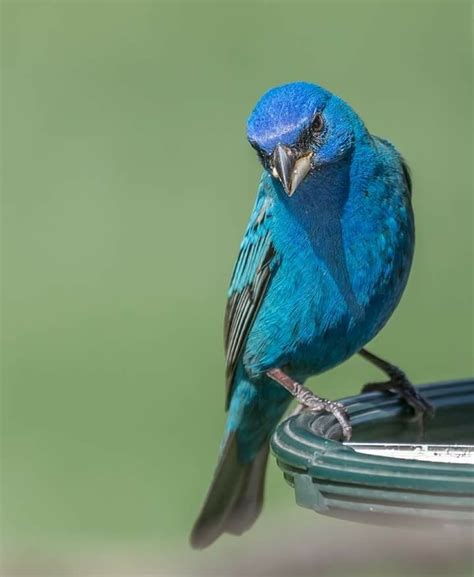 Throat and breast are paler blue, and belly and undertail. Pin by Rose Evans on birds | Blue bird, Rock art, Birds