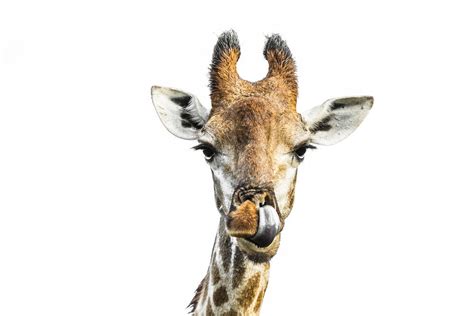 Giraffenporträt Auf Weißem Hintergrund Bild Kaufen Verkaufen