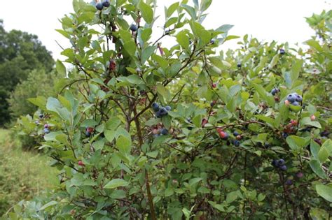Blueberry Bush Care Tips For Healthy Plants