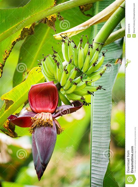 Maybe you would like to learn more about one of these? The Flower And The Fruit Of The Banana Growing On A Banana ...
