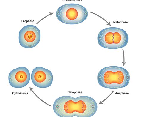 Discover The Phases Of Mitosis Plus Tips For Remembering The Order