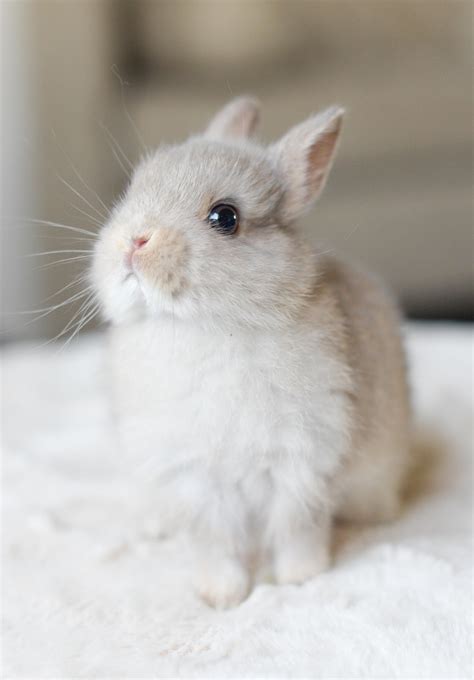 Fluff Princess Bunny Bunny Rabbit Bunnies Rabbits Cute Animals