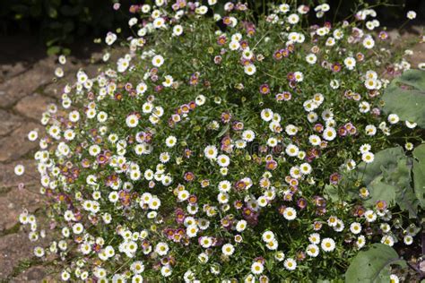 Pretty Erigeron Plant Growing In Garden Stock Image Image Of