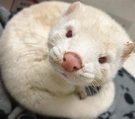 Meet Slink The Mink Rescued And Mistaken For A Ferret Cbc News