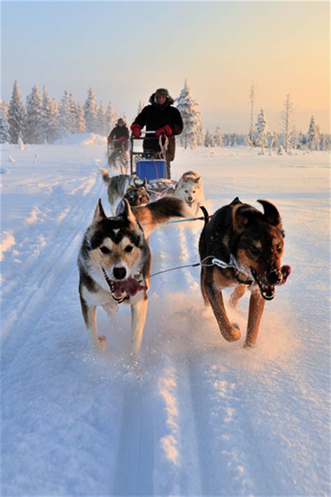 Dog Sledding In Swedish Lapland