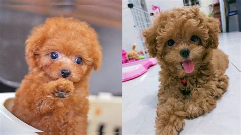 The toy poodle stands up to 10 inches tall, and weighs about six to nine pounds. Toy Poodle Colors | Complete List of All Recognized Coat ...