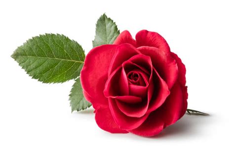 Red Rose Isolated On White Background In 2020 Red Roses Stock Images
