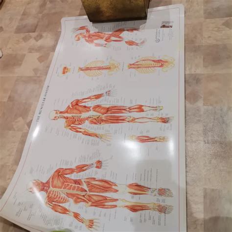Vintage Human Anatomy Body Wall Chart Anatomical Poster The Muscular