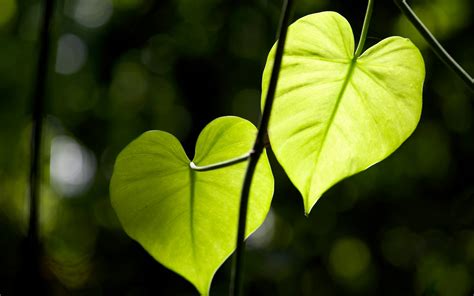 Hearts In Nature Images Wallpaperwiki