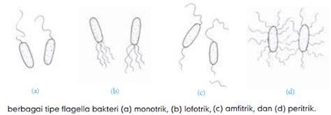 Pengelompokan Bakteri Berdasarkan Bentuk And Cara Gerak Coccus Basil Spiral Monotrik