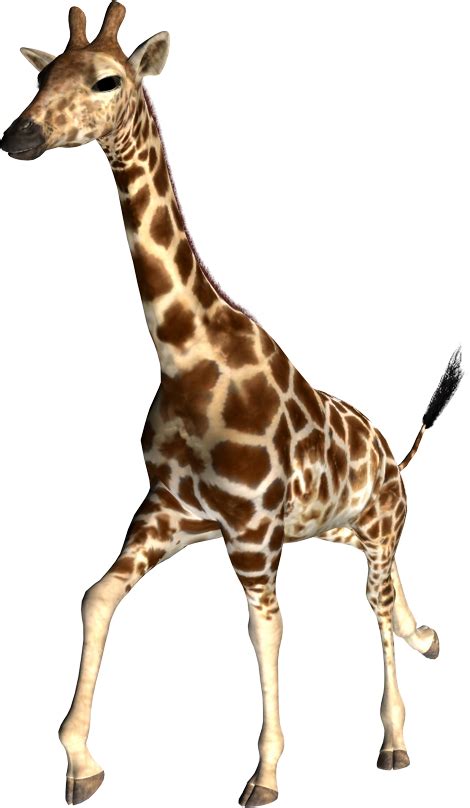 Giraffe Png Transparent Image Download Size 470x808px
