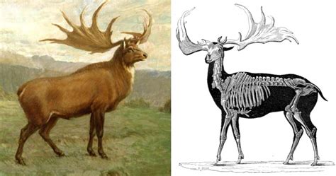 The Weirdest Deer Like Creatures Of All Time Ripleys