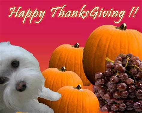 Time for sharing and spreading happiness. happy Thanksgiving pics maltese - Google Search | Happy ...