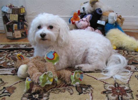 My Eight Year Old Maltese With His Toys Maltese Animals Dogs
