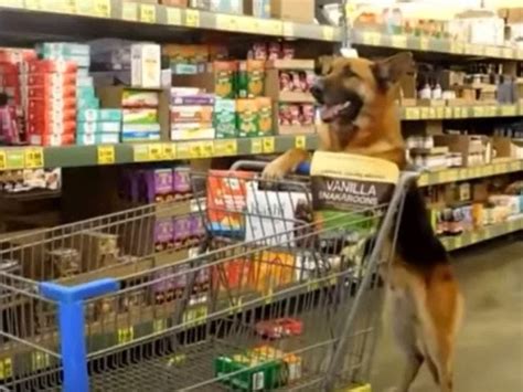 Unit 3 kingsway retail park, dundee, dd4 8jt. See: Grocery Shopping Rescue Dog Buys His Own Treats ...