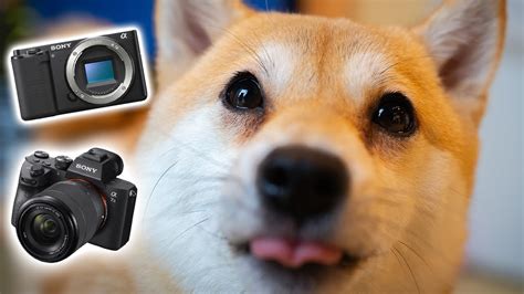 Best Cameras For Dogs Cats And Pets Youtube