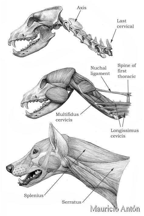 Anatomy Of Dog Neck Anatomical Charts And Posters