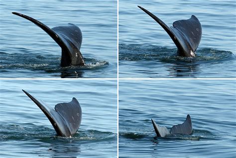 Tail Fin Of Whale In Water Montage Photograph By Sami Sarkis Fine